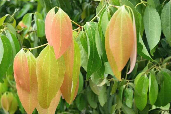 Bay Leaf Tej Patta